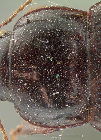 Media type: image;   Entomology 5685 Aspect: pronotum dorsal